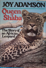 Queen of Shaba
