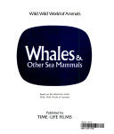 Whales & Other Sea Mammals