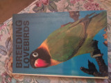 Breeding Lovebirds