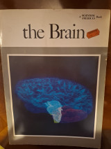 The Brain