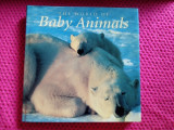 The world of baby animals
