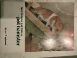How to raise and train a pet hamster
