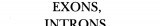 Exons, Introns, and Talking Genes